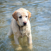 Perro en el río Sella