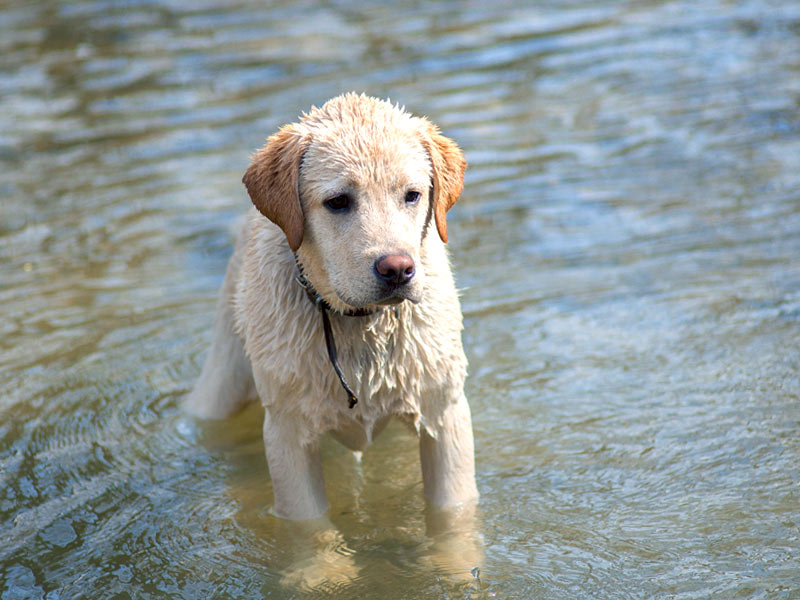 Perro en el río Sella